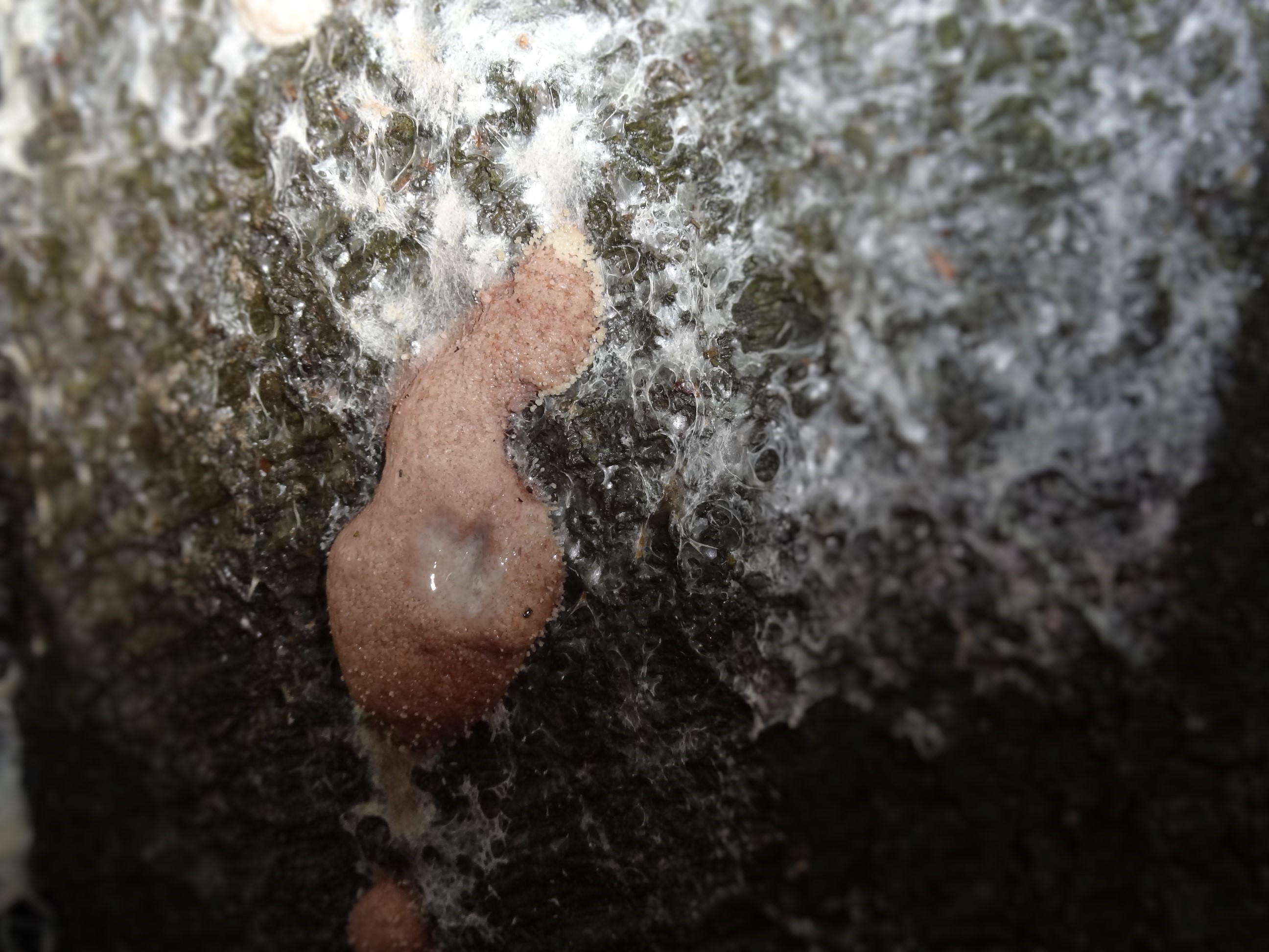 PLASMODIUM 2de foto?